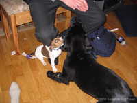  Odin&Aleena 003.jpg 